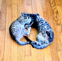 Kirby( bonded with Niko) - Photo 7