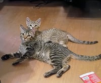 Kirby( bonded with Niko) - Photo 3