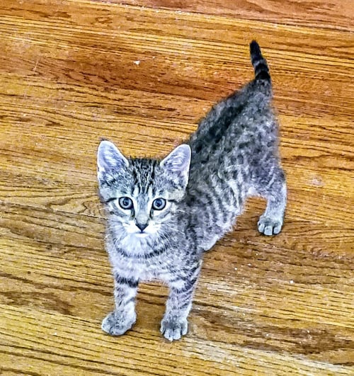KIRBY( BONDED WITH NIKO) - Domestic Short Hair / Tabby available for adoption