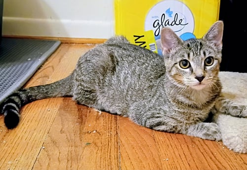 KIRBY( BONDED WITH NIKO) - Domestic Short Hair / Tabby available for adoption