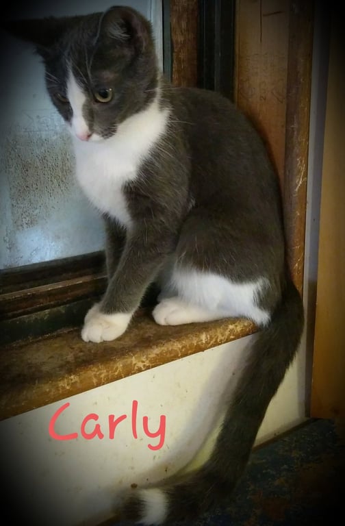 C138 litter Carly Image