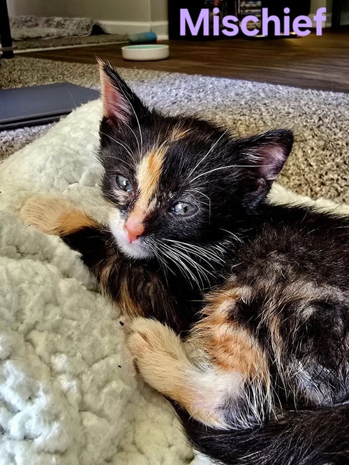 C323 LITTER MISCHIEF - Domestic Medium Hair / Calico available for adoption