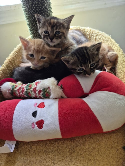 C315 LITTER AURORA - Domestic Short Hair / Tabby available for adoption