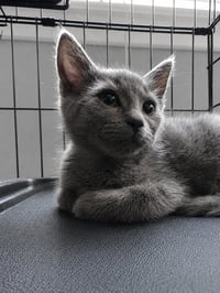 C329 Litter Pepper - Photo 1