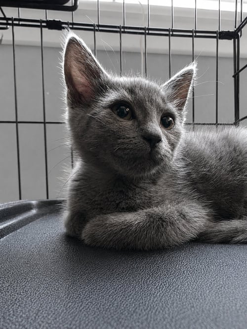 C329 LITTER PEPPER - Domestic Short Hair available for adoption
