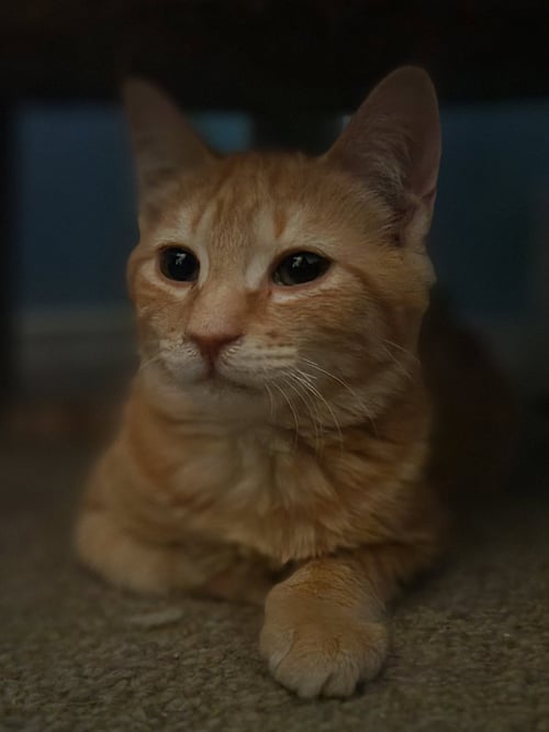 C275 LITTER STEVE THE MAGICAL CHEESE WIZARD - Domestic Medium Hair / Tabby available for adoption
