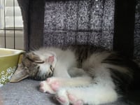 C329 Litter Snickers - Photo 1