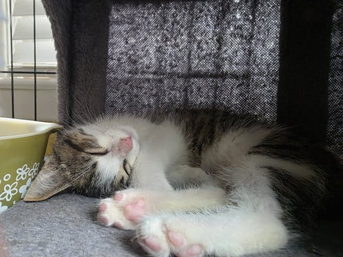 C329 LITTER SNICKERS - Domestic Short Hair / Tabby available for adoption