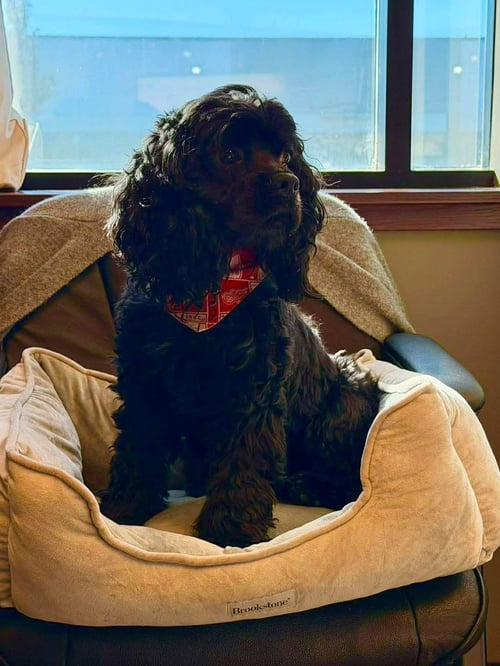 MIA ADOPTED - Poodle (Miniature) / Shih Tzu available for adoption