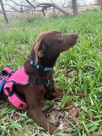 Mary - ADOPTION PENDING - Photo 1