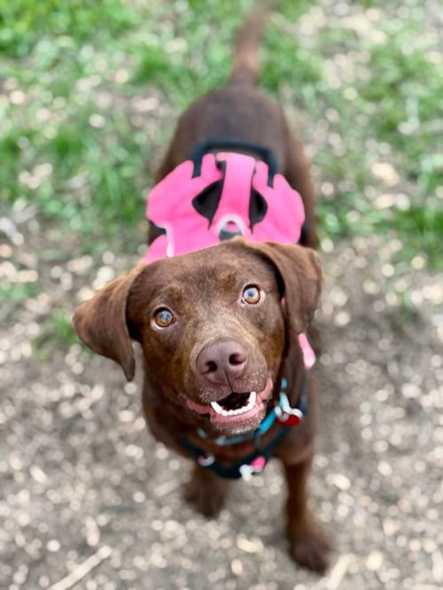 MARY - ADOPTION PENDING - Chocolate Labrador Retriever available for adoption