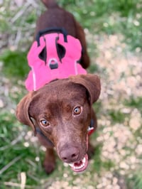 Mary - ADOPTION PENDING - Photo 3