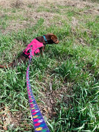 Mary - ADOPTION PENDING - Photo 4