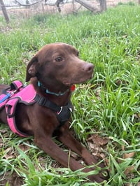Mary - ADOPTION PENDING - Photo 5