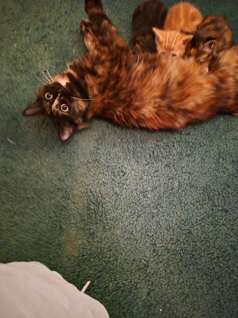 C315 LITTER TWILIGHT, MOM - Tortoiseshell available for adoption