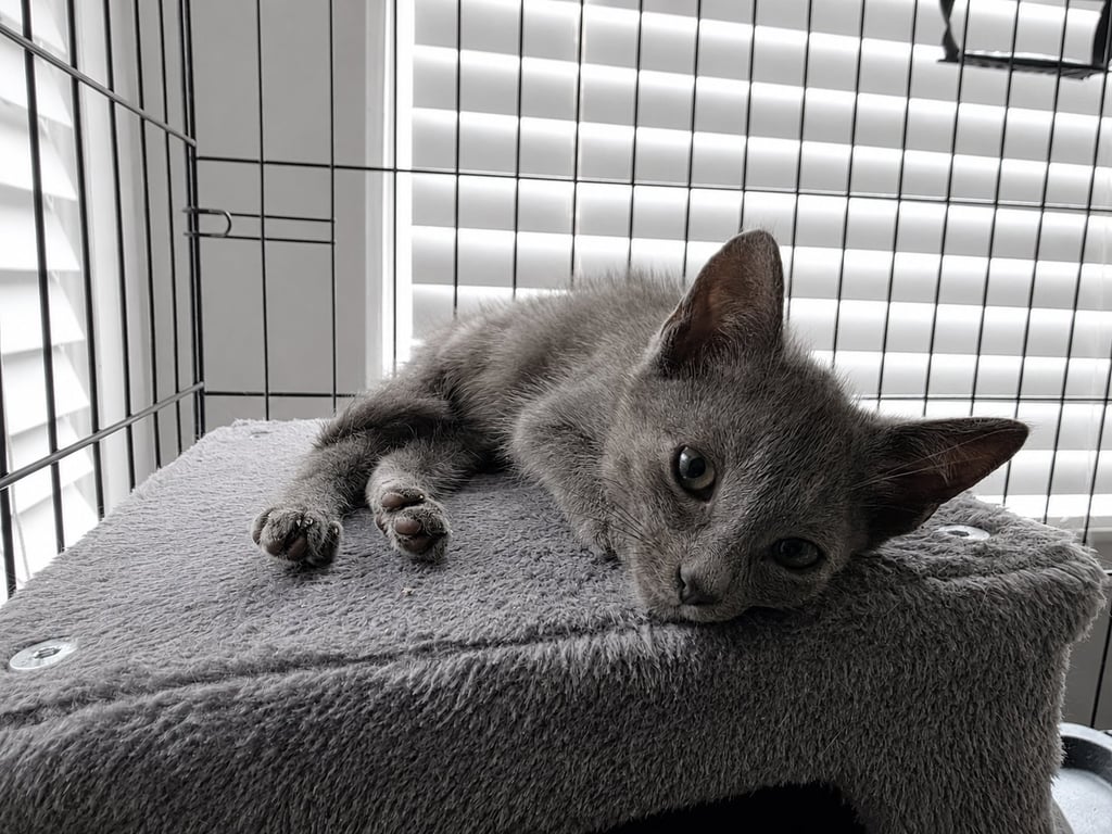 C329 Litter Smokey Image