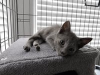 C329 Litter Smokey - Photo 1
