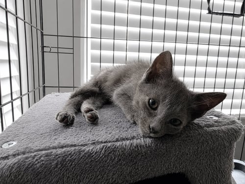 C329 LITTER SMOKEY