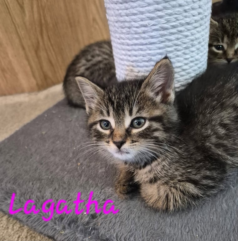 C328 Litter Lagatha-ADOPTED Image