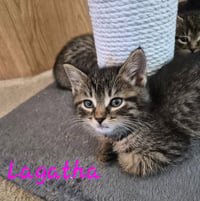 C328 Litter Lagatha-ADOPTED - Photo 1