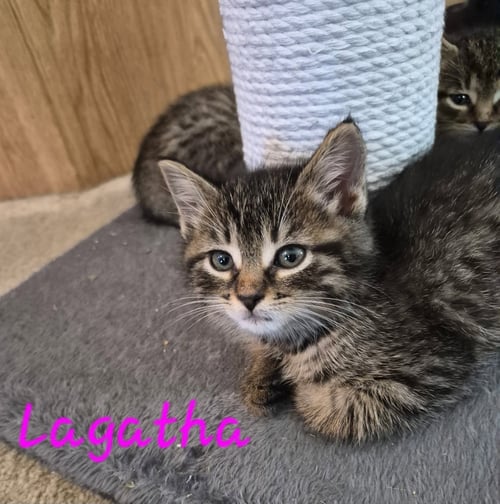 C328 LITTER LAGATHA-ADOPTED - Domestic Short Hair / Tabby available for adoption