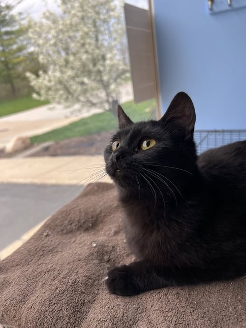 C272 LITTER POISON IVY - Domestic Short Hair available for adoption