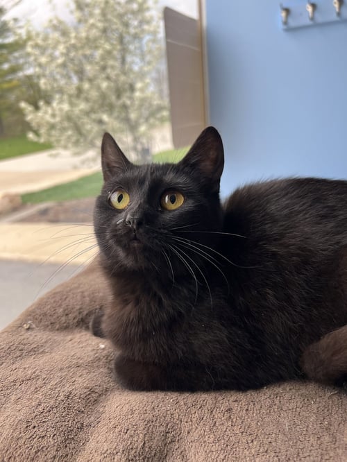 C272 LITTER POISON IVY - Domestic Short Hair available for adoption
