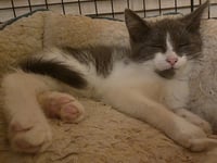 C329 Litter Thumper - Photo 1