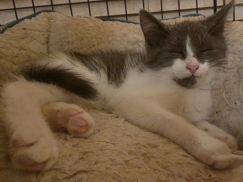 C329 LITTER THUMPER - Domestic Short Hair available for adoption