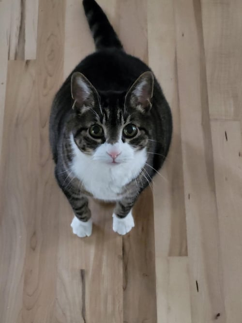 TIGGER - ADOPTION PENDING - Domestic Short Hair / Tabby available for adoption