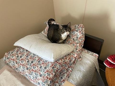 TIGGER - ADOPTION PENDING - Domestic Short Hair / Tabby available for adoption