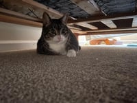 Tigger - ADOPTION PENDING - Photo 3