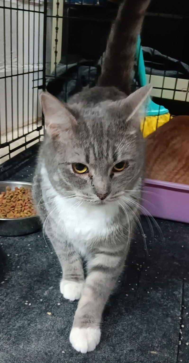 MITTENS - Domestic Short Hair / Tabby available for adoption