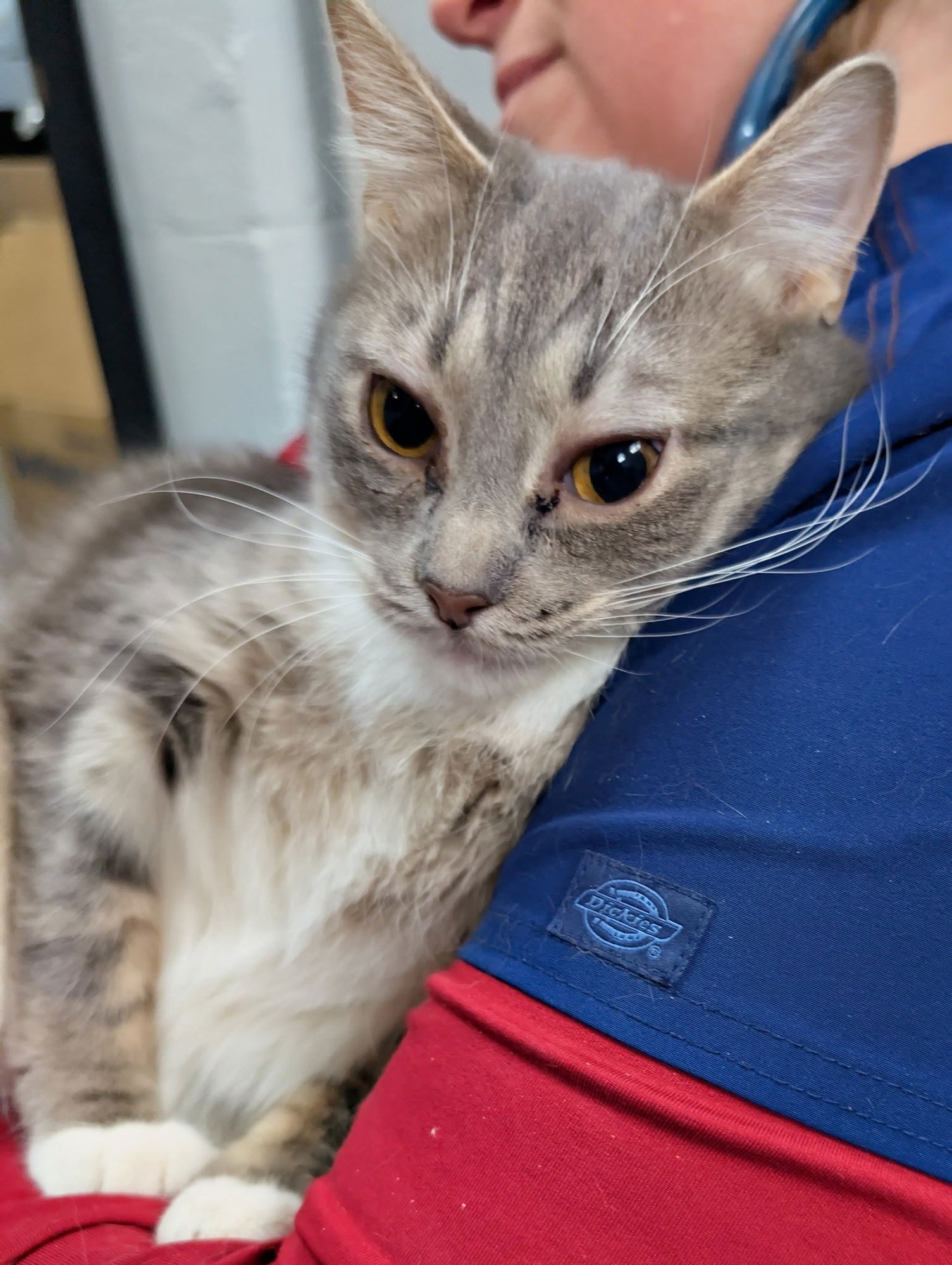 MITTENS - Domestic Short Hair / Tabby available for adoption