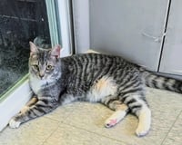 Mittens - Photo 4