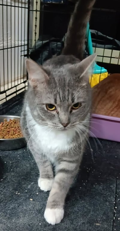 Mittens Image