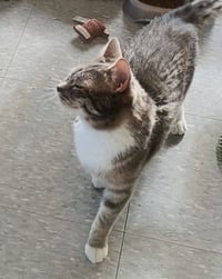 Mittens - Photo 3