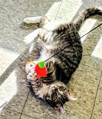 Mittens - Photo 2