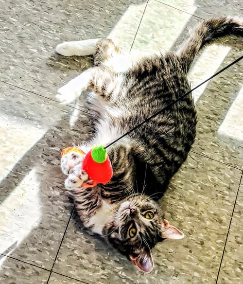 MITTENS - Domestic Short Hair / Tabby available for adoption