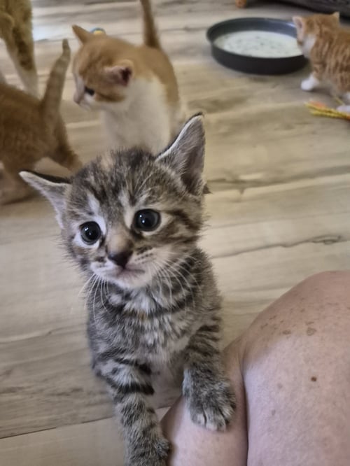 C326 LITTER BLOSSOM - Domestic Medium Hair / Calico available for adoption