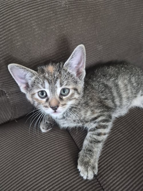 C326 LITTER BLOSSOM - Domestic Medium Hair / Calico available for adoption