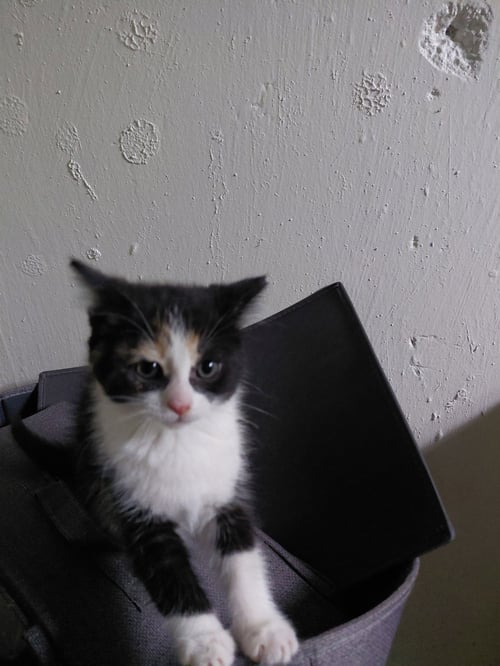 C325 LITTER CALLIE-ADOPTED - Domestic Medium Hair / Calico available for adoption