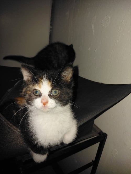 C325 LITTER CALLIE-ADOPTED - Domestic Medium Hair / Calico available for adoption
