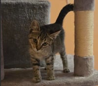 C339 Litter Jolene - Photo 3