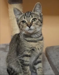 C339 Litter Jolene - Photo 1