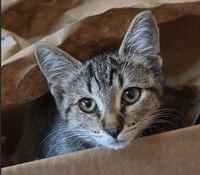 C339 Litter Jolene - Photo 2