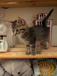 C321 Litter Elmer - Photo 3