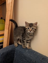 C321 Litter Elmer - Photo 4