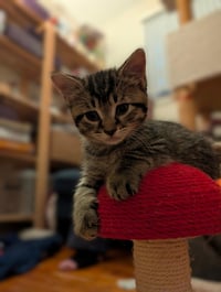 C321 Litter Elmer - Photo 5