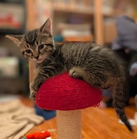C321 Litter Elmer - Photo 2